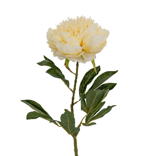 Large Buttermilk Double Peony Stem