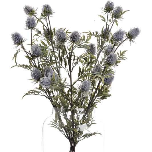 Eryngium Thistle