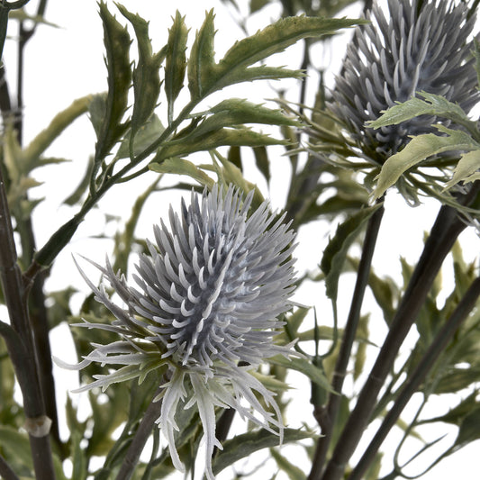 Eryngium Thistle