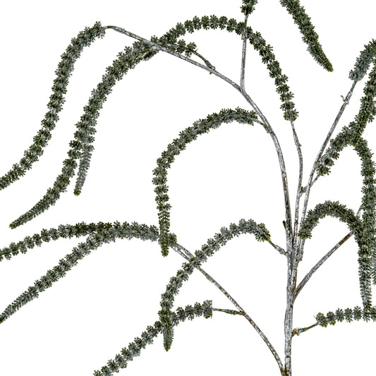 Festive Amaranthus