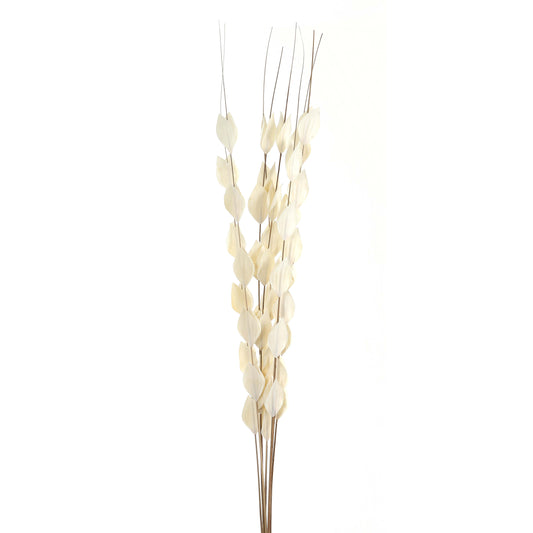 Bouquet Of Dried Thlaspi Arvense