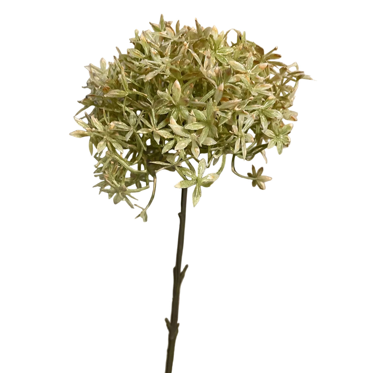 Green And Beige Allium