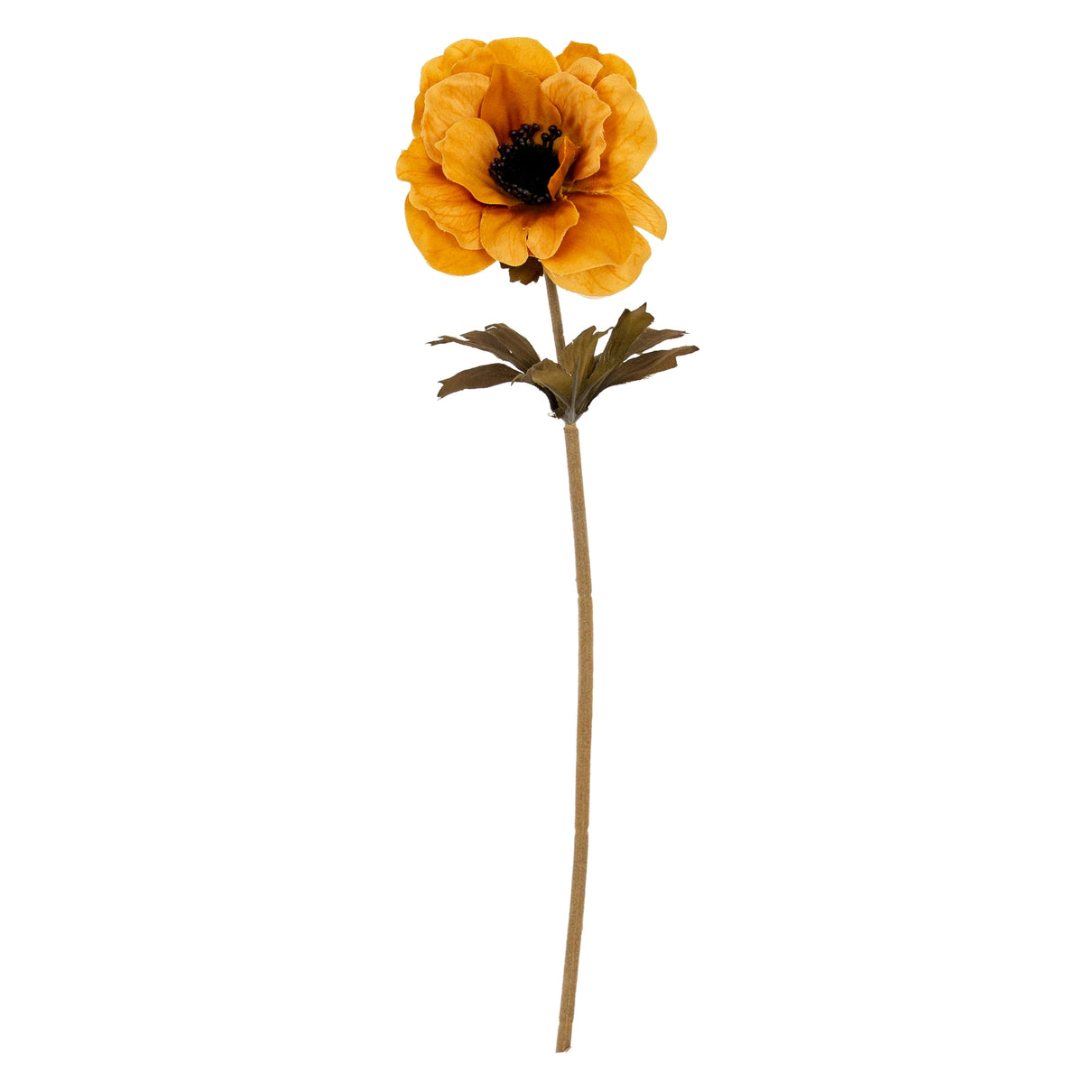 Orange Anemone Stem