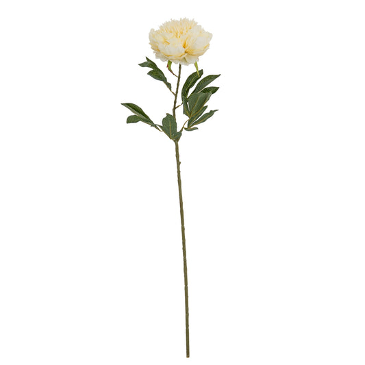 Large Buttermilk Double Peony Stem