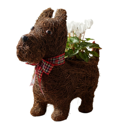 Scottie Dog Planter with Tartan Ribbon